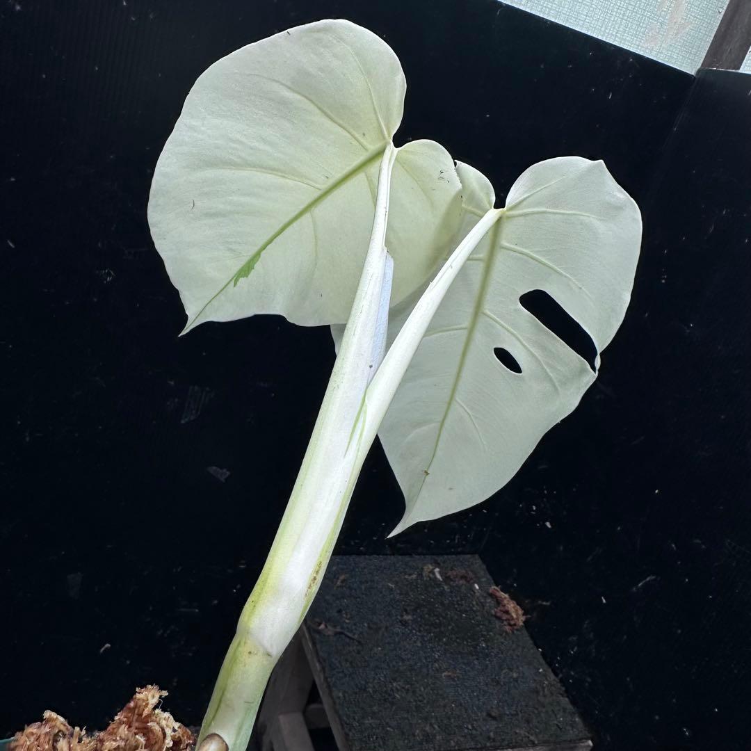 マ*ン様 斑入りモンステラ極上ホワイトタイガーフルムーン4号鉢植え発根済み