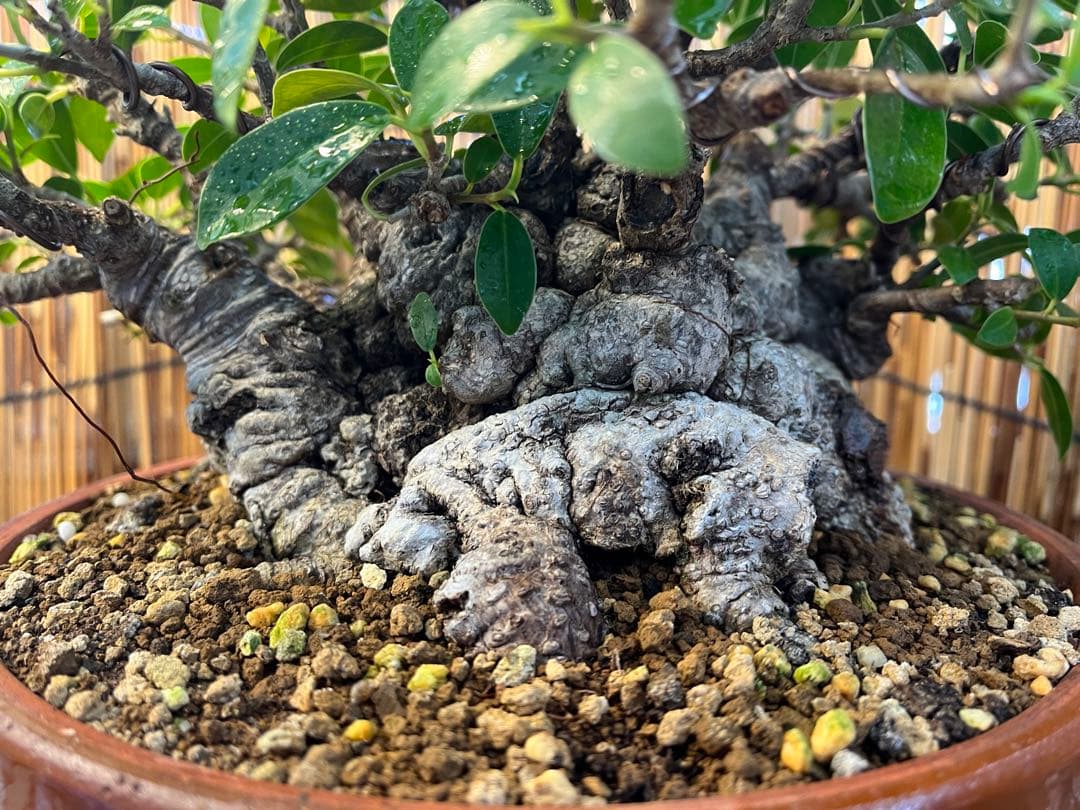 ✨✨✨superガジュマル【◎ジブリの世界】検/イボガジュマル♪セール♪