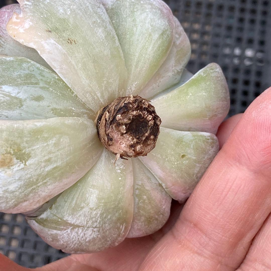エケベリア　韓国苗　リラシナ錦　多肉植物　ポコ多肉