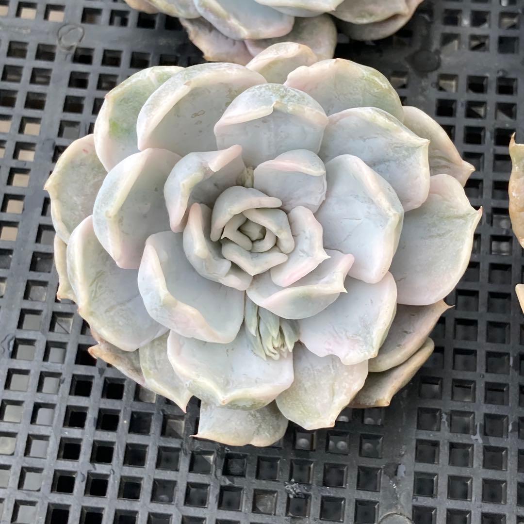 エケベリア　韓国苗　リラシナ錦　多肉植物　ポコ多肉