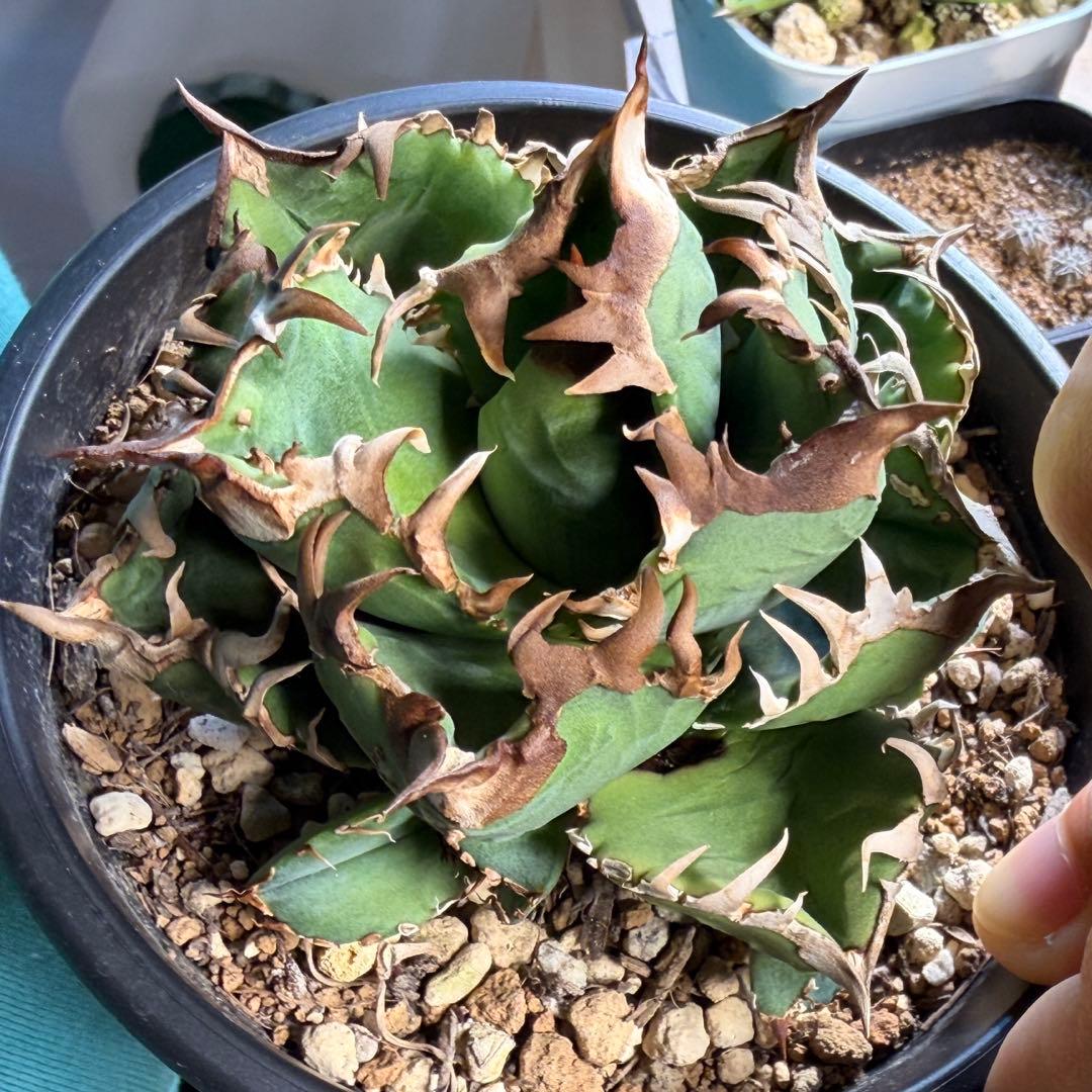 【更新】皇冠　アガベ　子株4個付き親株　発根済み