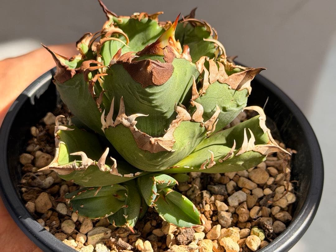 【更新】皇冠　アガベ　子株4個付き親株　発根済み