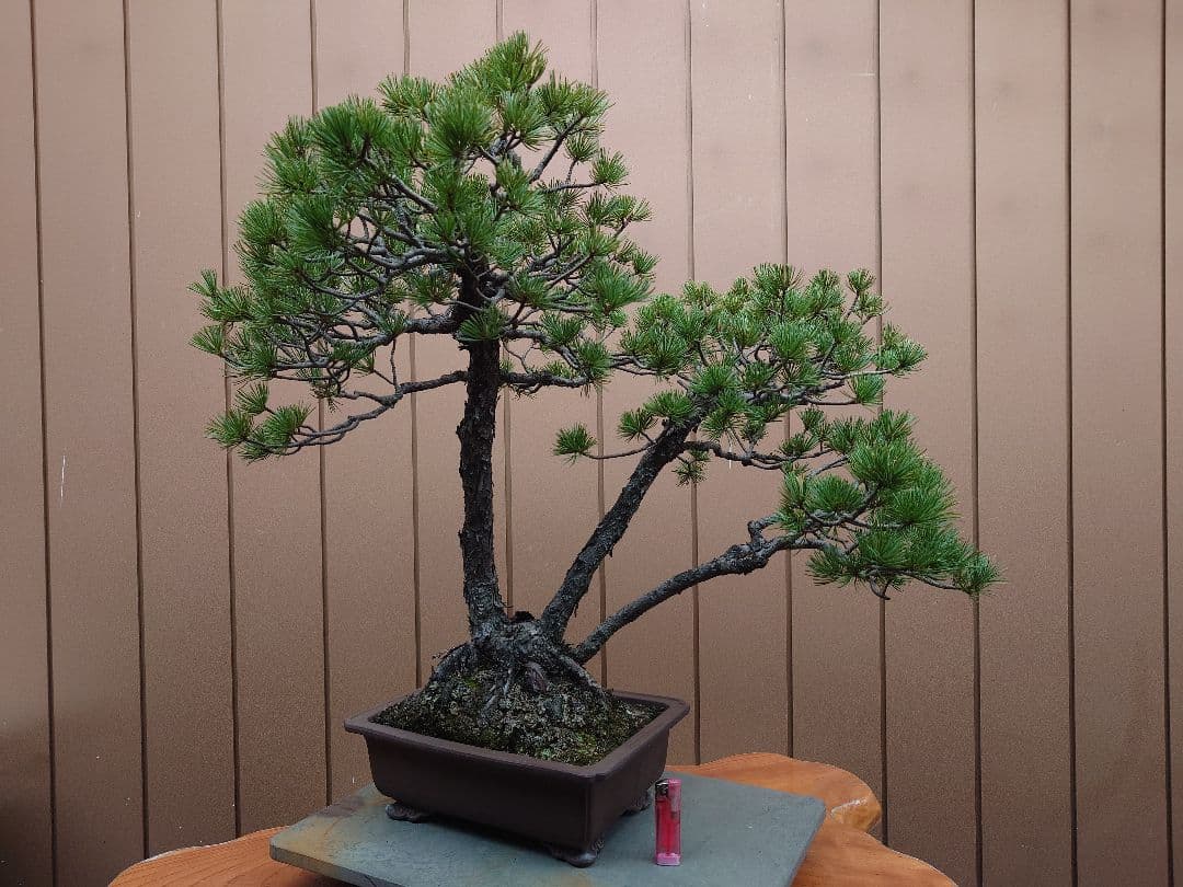 盆栽　盆栽　五葉松　樹高62cm