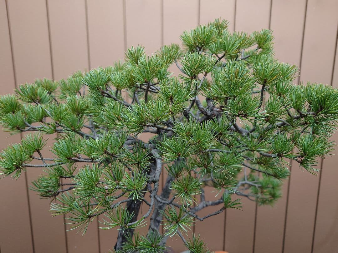 盆栽　盆栽　五葉松　樹高62cm