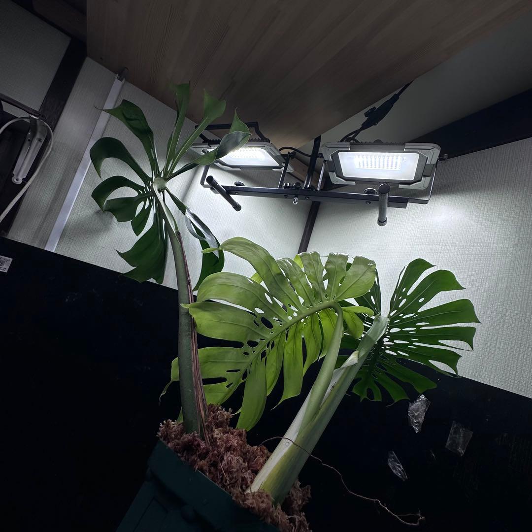 s*8様 モンステラデリシオーサマクロコズム超希少系統鉢植え86㎝