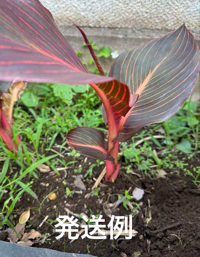 カンナ　オレンジ色花咲く　1株30cm前後苗