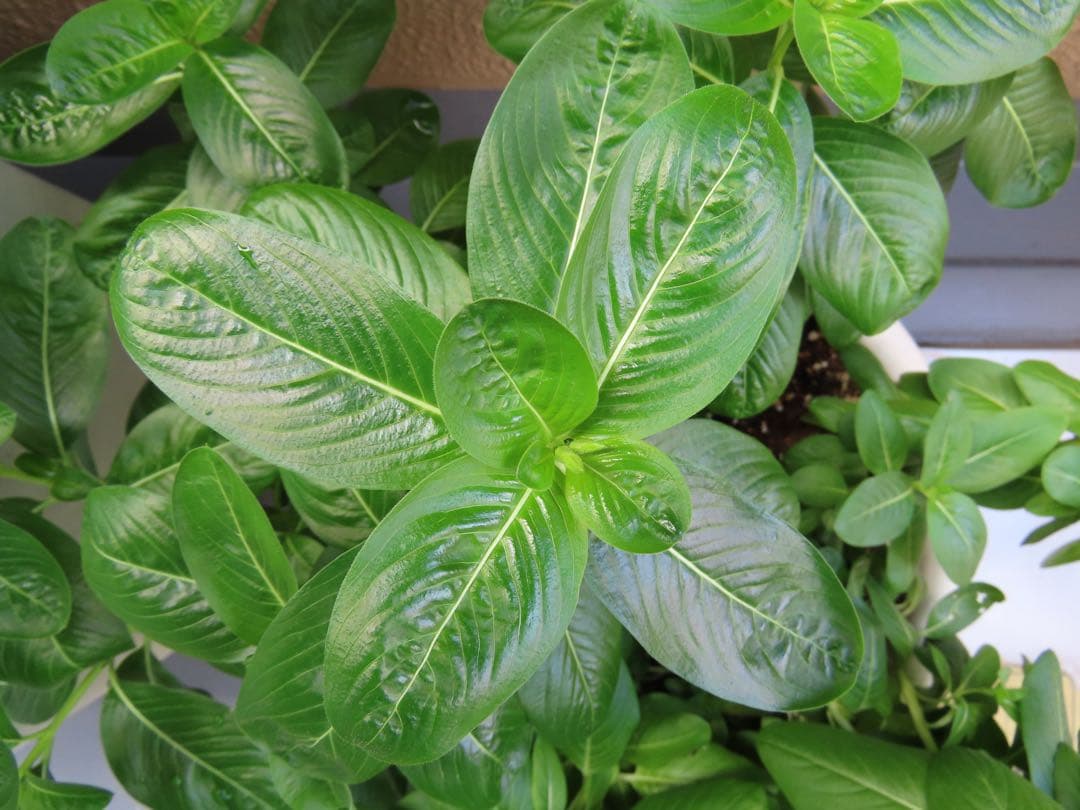 【美品 作例あり】Canon PowerShot SX70HS