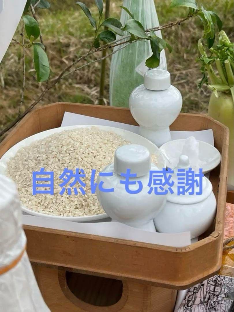 2024 収穫　わら　無肥料　無農薬　自然栽培