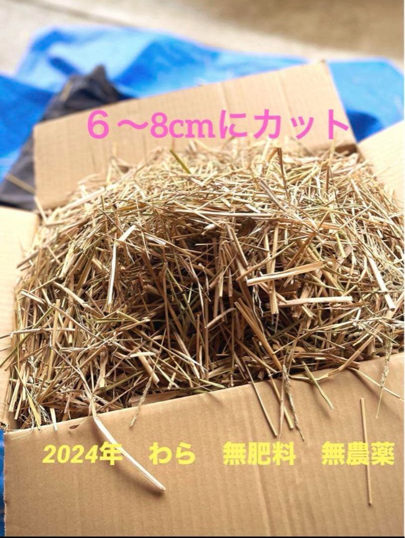 2024 収穫　わら　無肥料　無農薬　自然栽培