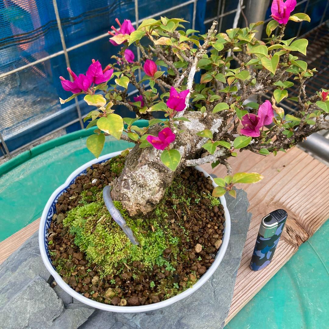 ブーゲンビリア 半懸崖