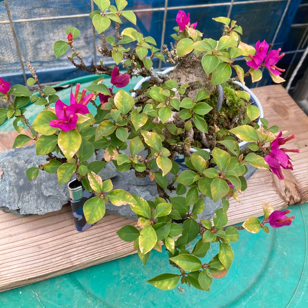 ブーゲンビリア 半懸崖