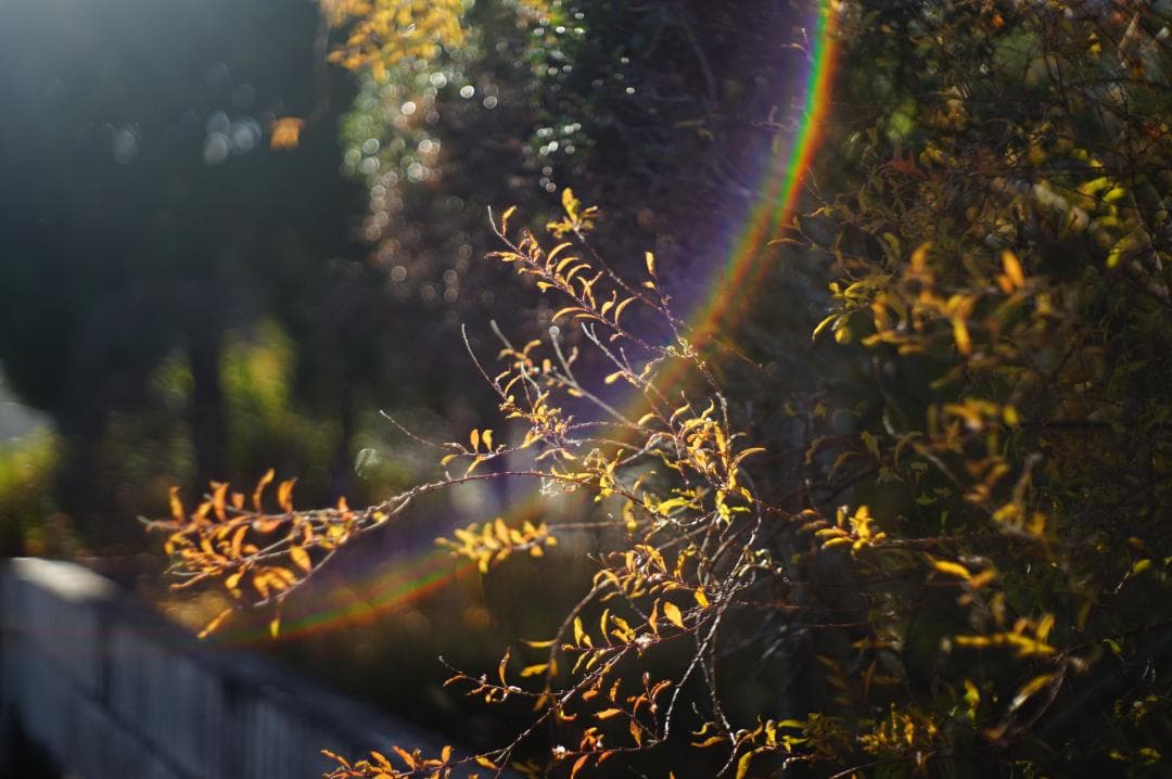 フィルムカメラ NIKON S4 / Nikkor-H.C 5cm f2