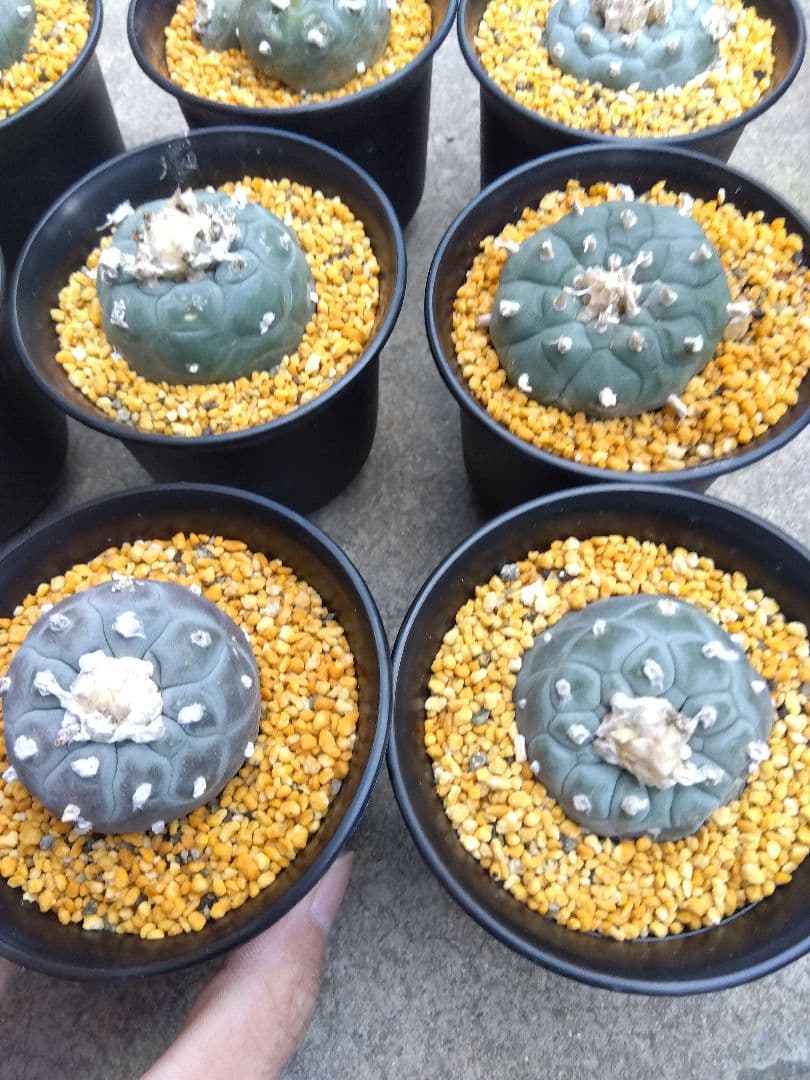 サボテン　烏羽玉　ロフォフォラ　3号鉢つき　9鉢セット❗　あ