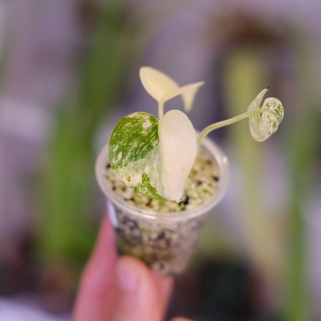 Monstera Mint｜モンステラ ミント