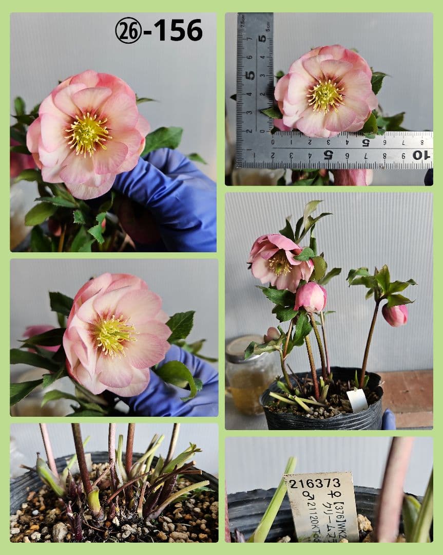 Sh様ご購入苗㉖-100㉖-156㉖-168㉖-183クリスマスローズ