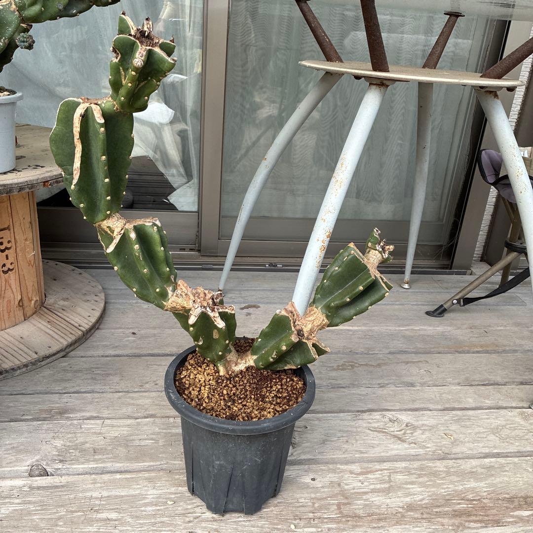 柱サボテン　棘無し　鬼面角　ブランチ　9月16日