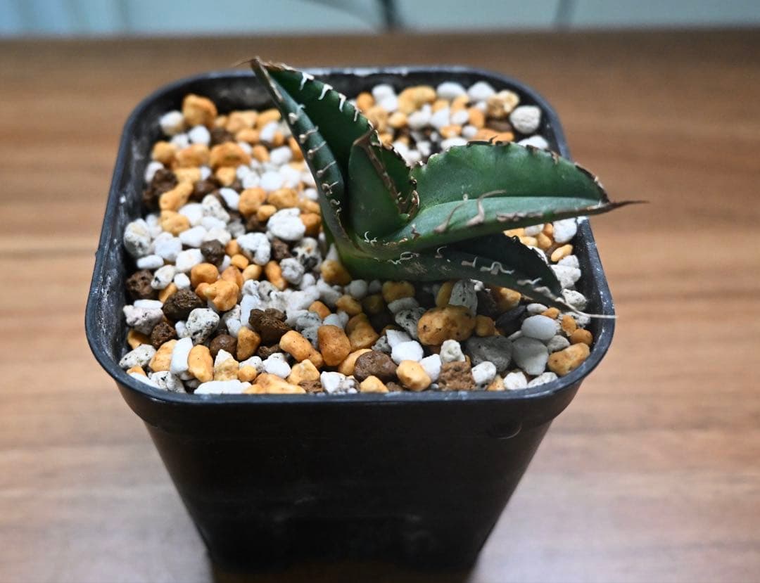 【子株】AGAVE TITANOTA #CS-007 悪魔系