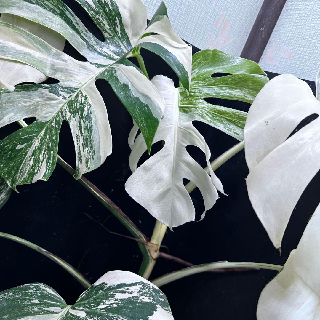 n*k様 斑入りモンステラ ホワイトタイガー極美大株74cm白斑多