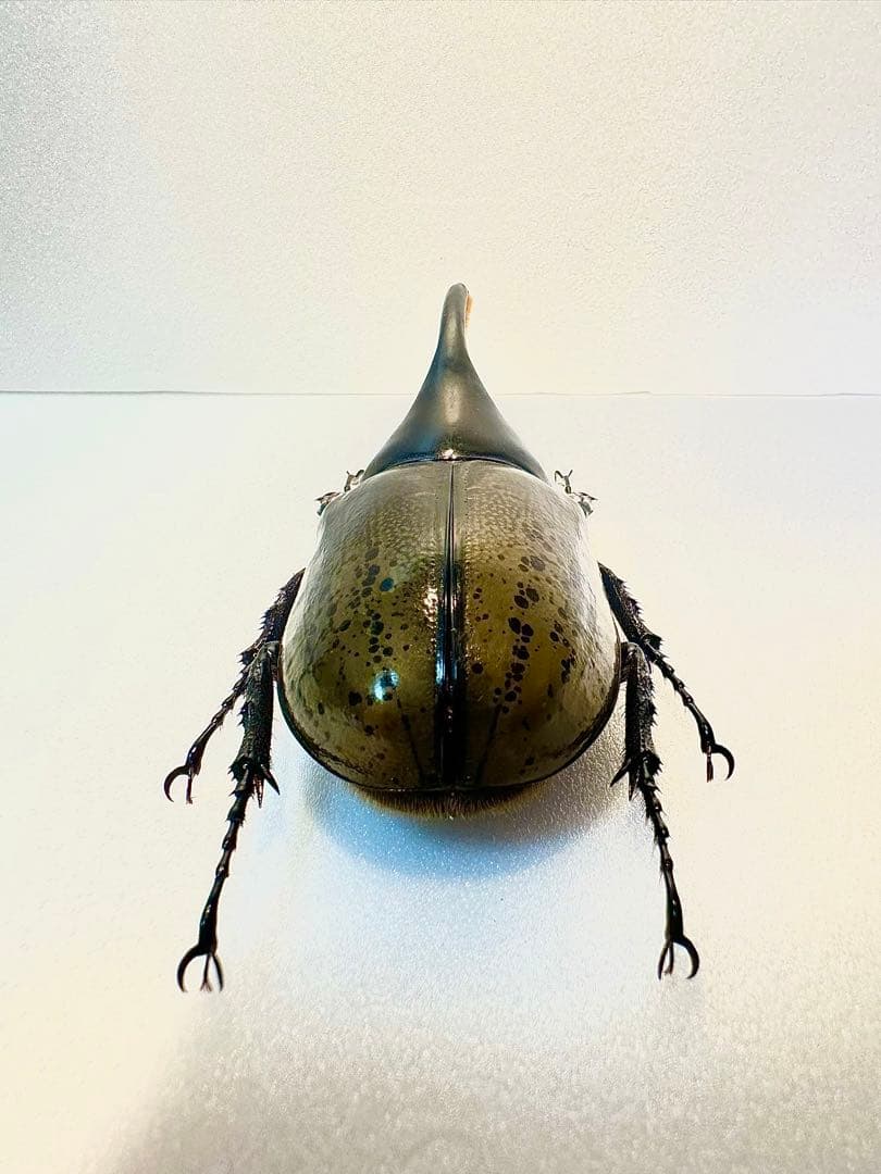 【最終値下げ】希少　モロンシロカブト(モロンオオカブト)♂標本