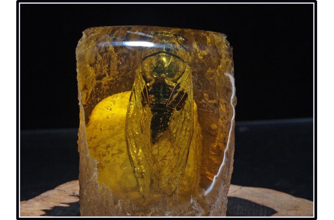 旧家初心だし　中国時代の化石　天然琥珀サソリ古美術 DE1656D4-2