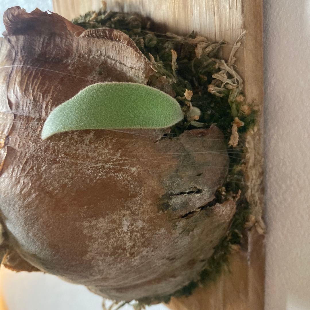 ビカクシダ　willinckii Sparrow X