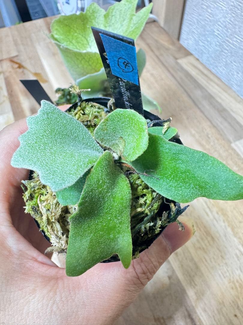 willinckii Fly ドワーフ確定　④ オマケ