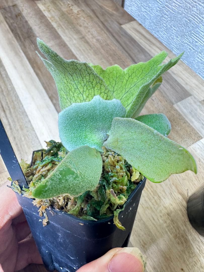 willinckii Fly ドワーフ確定　④ オマケ