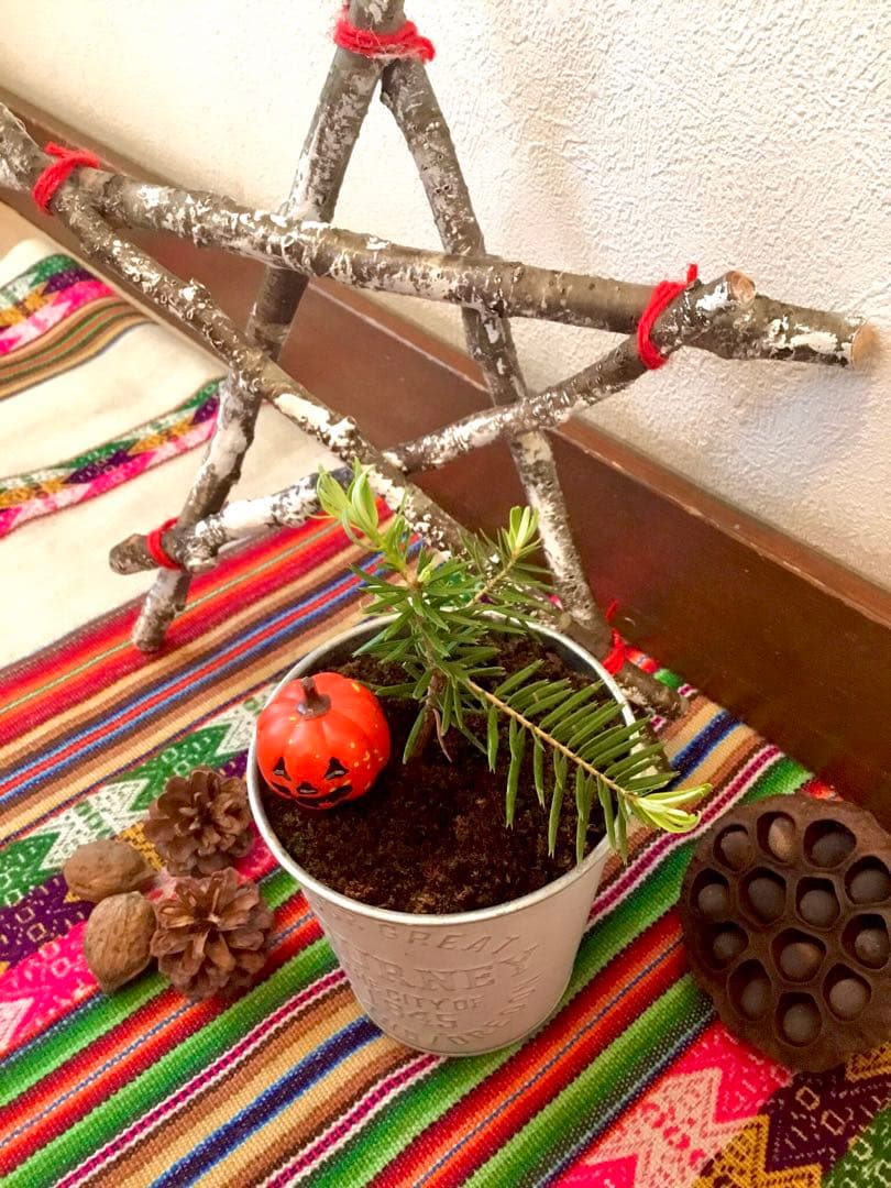 【完売】天然＊野生の可愛いもみの木さん【樅の木/苗木】ハロウィンやクリスマスに！