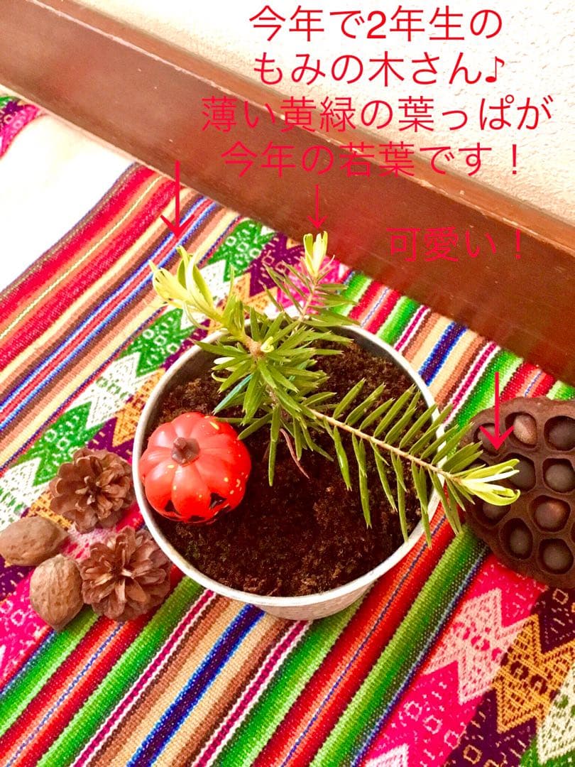 【完売】天然＊野生の可愛いもみの木さん【樅の木/苗木】ハロウィンやクリスマスに！