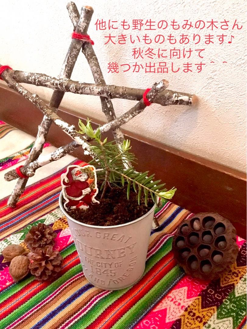 【完売】天然＊野生の可愛いもみの木さん【樅の木/苗木】ハロウィンやクリスマスに！
