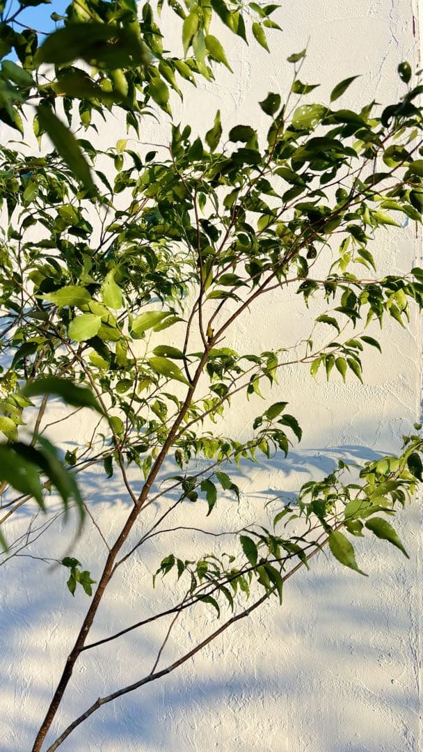超逸品。山採りハイノキ株立ち2.6M(鉢底から)