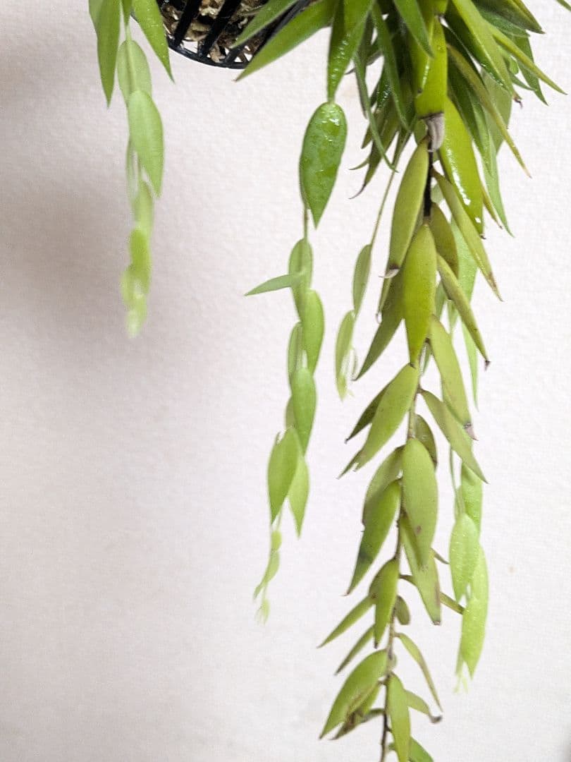 ceratostema rauhii セラトステマ　ケラトステマ　ラウヒー