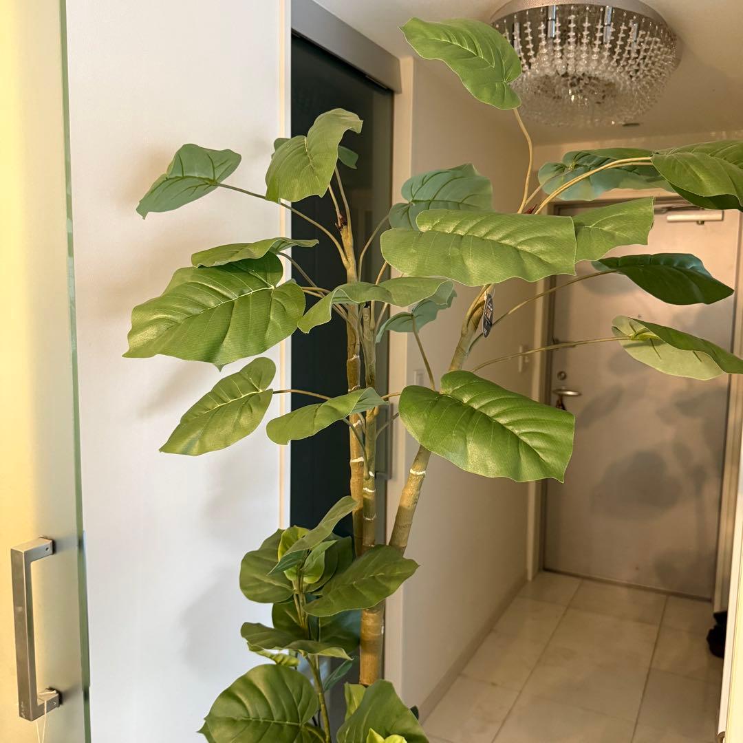 ウンベラータ　人工観葉植物 ホワイトポット