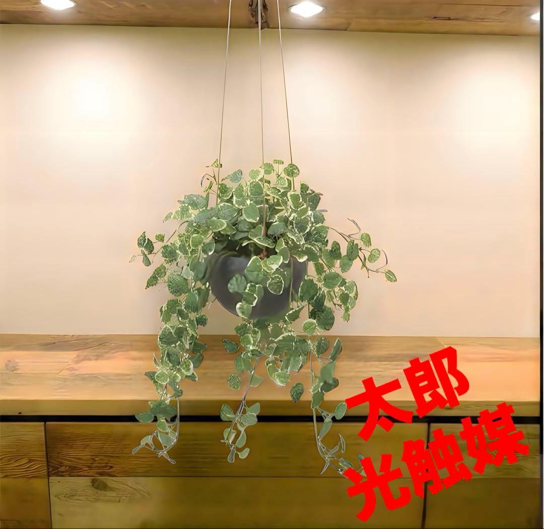 光触媒　人工観葉植物　ウォールグリーン　フェイクグリーン　プミラハンギング