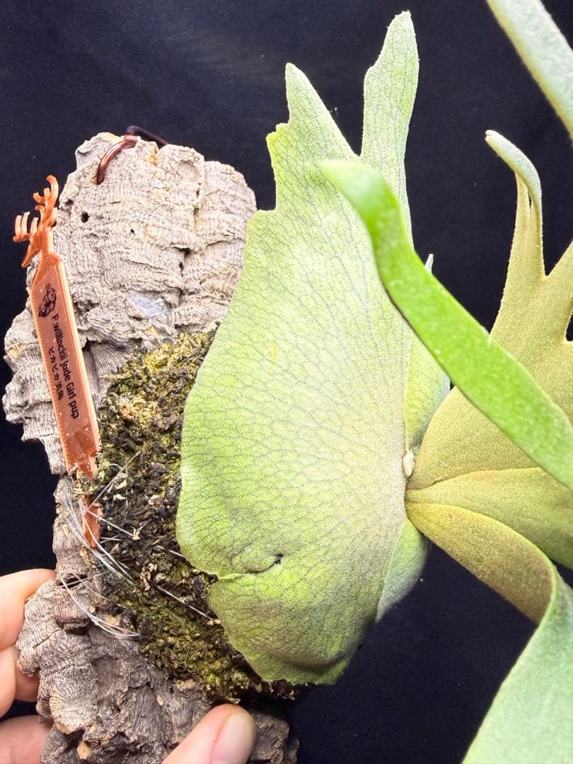 ビカクシダ　P.willinckii Jade Girl pup コルク付け