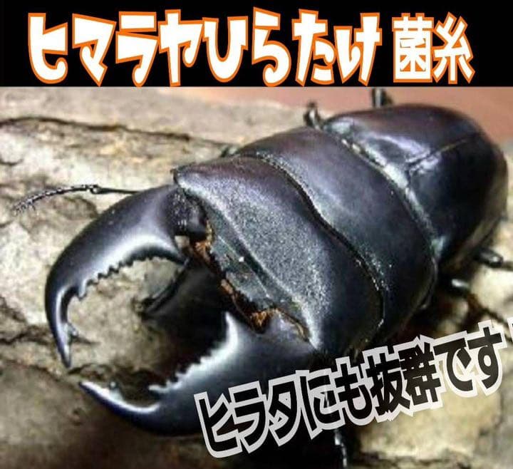 極上！ヒマラヤひらたけ菌糸ブロック【7個】初菌のみ使用！国産オオクワ85ミリ実績