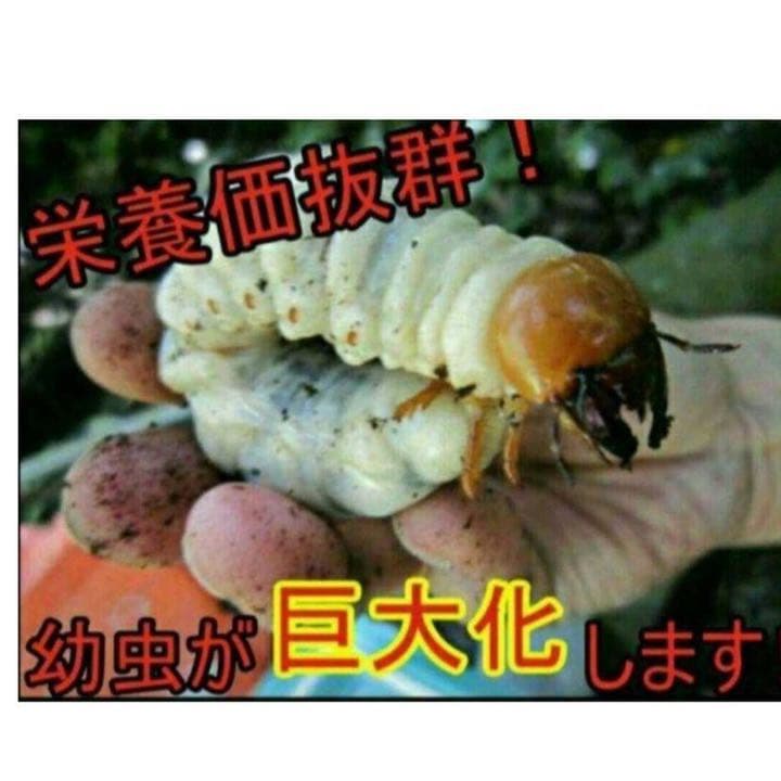 極上！ヒマラヤひらたけ菌糸ブロック【7個】初菌のみ使用！国産オオクワ85ミリ実績