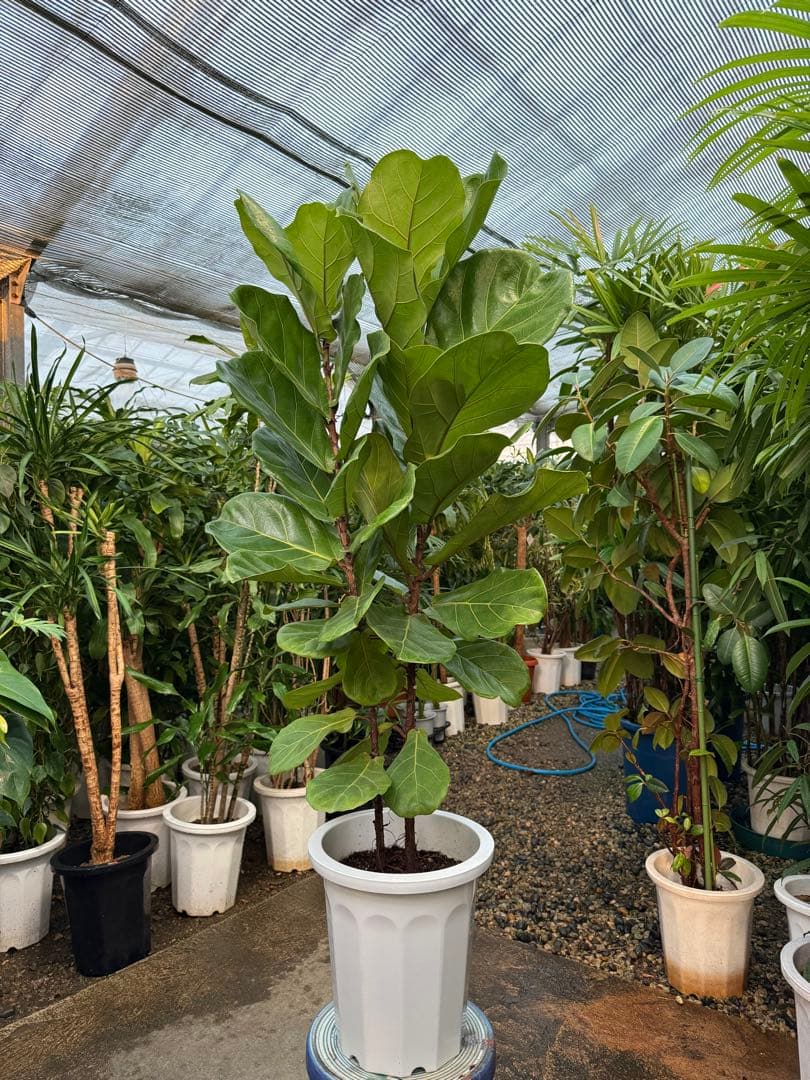 【特級品】フィカス リラータ (カシワバゴム) 10号鉢サイズ 鉢付き 送料込