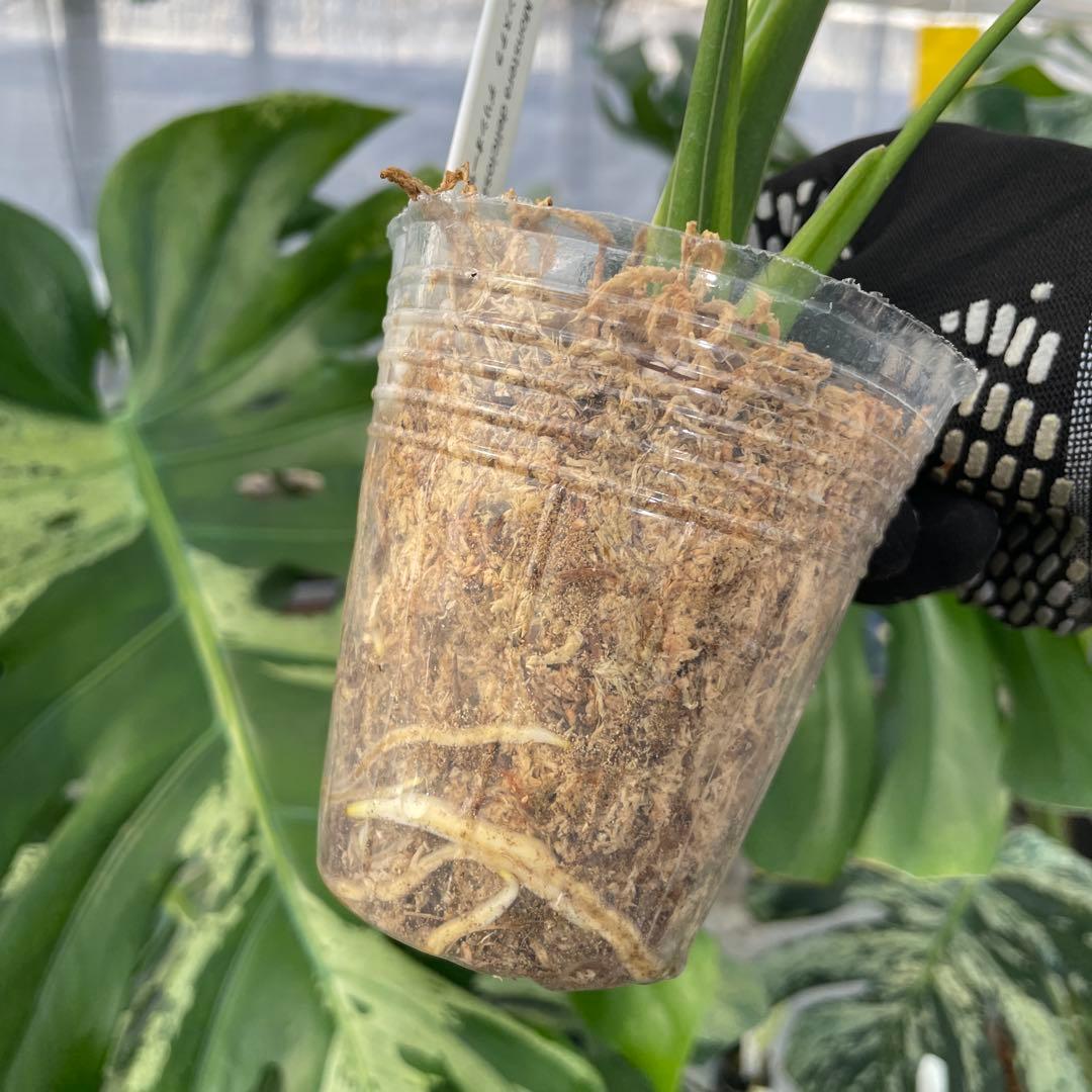 12モンステラ　デリシオーサ　ベトシオーサ　美斑入り