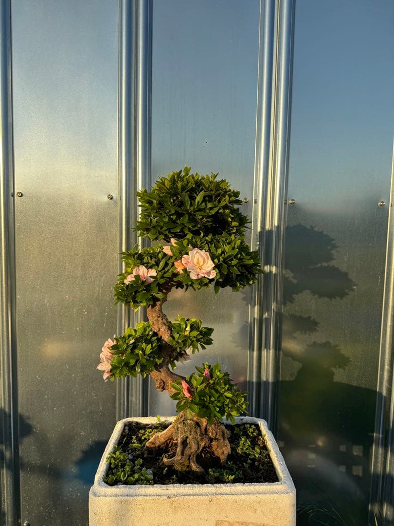 皐月盆栽