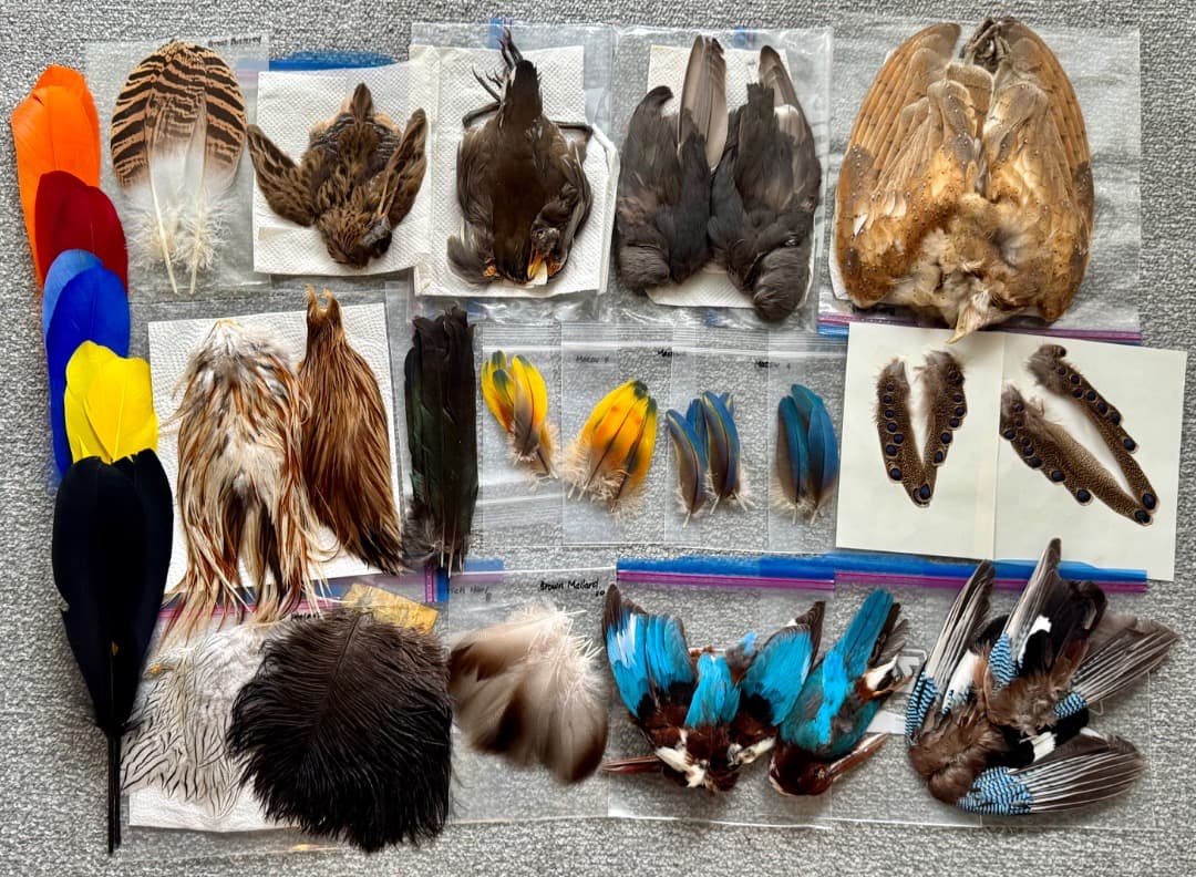 特別プレゼント有り！フライタイイング伝統のマテリアル、厳選希少品大放出第二弾！