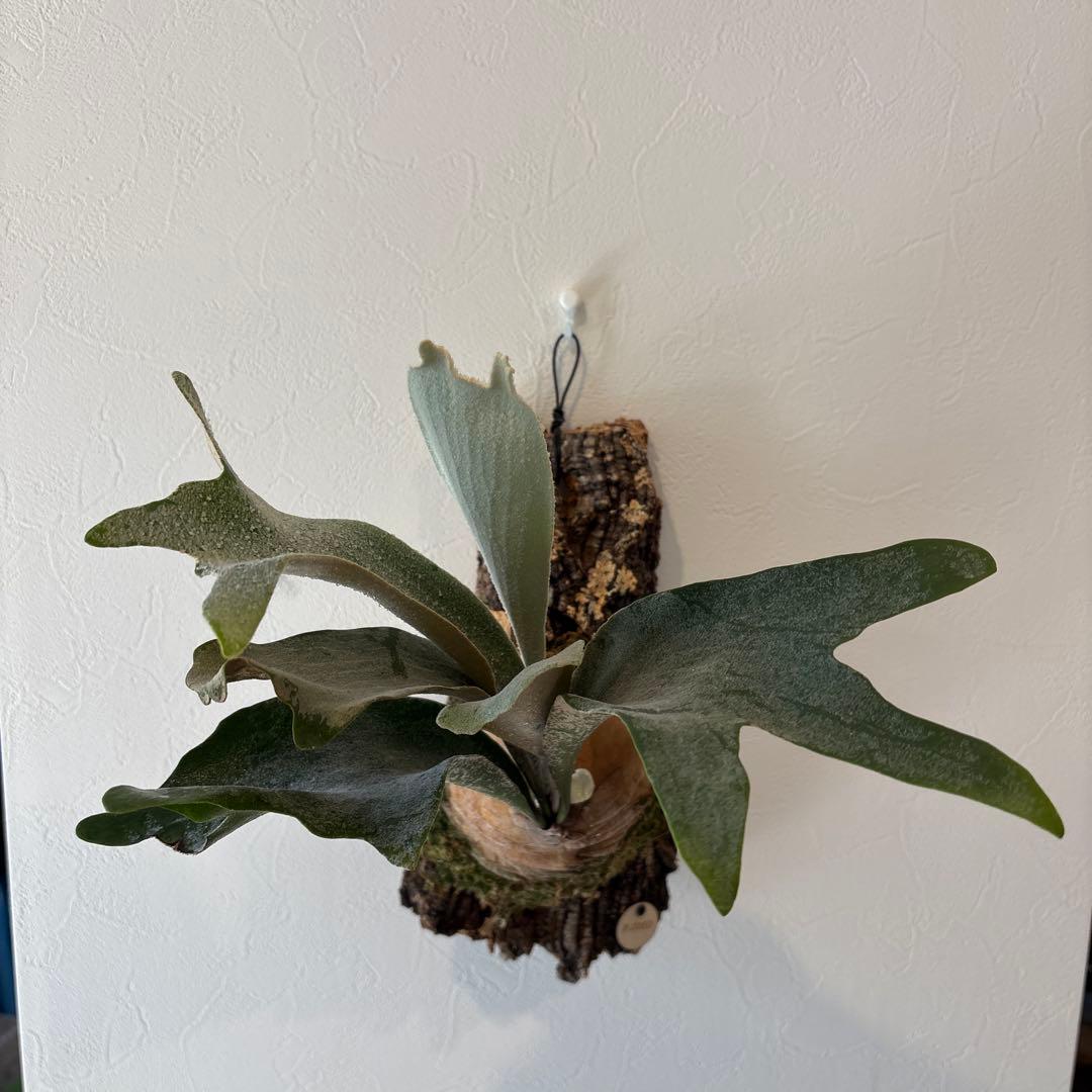 ビカクシダ　オモ　ホワイトラバー