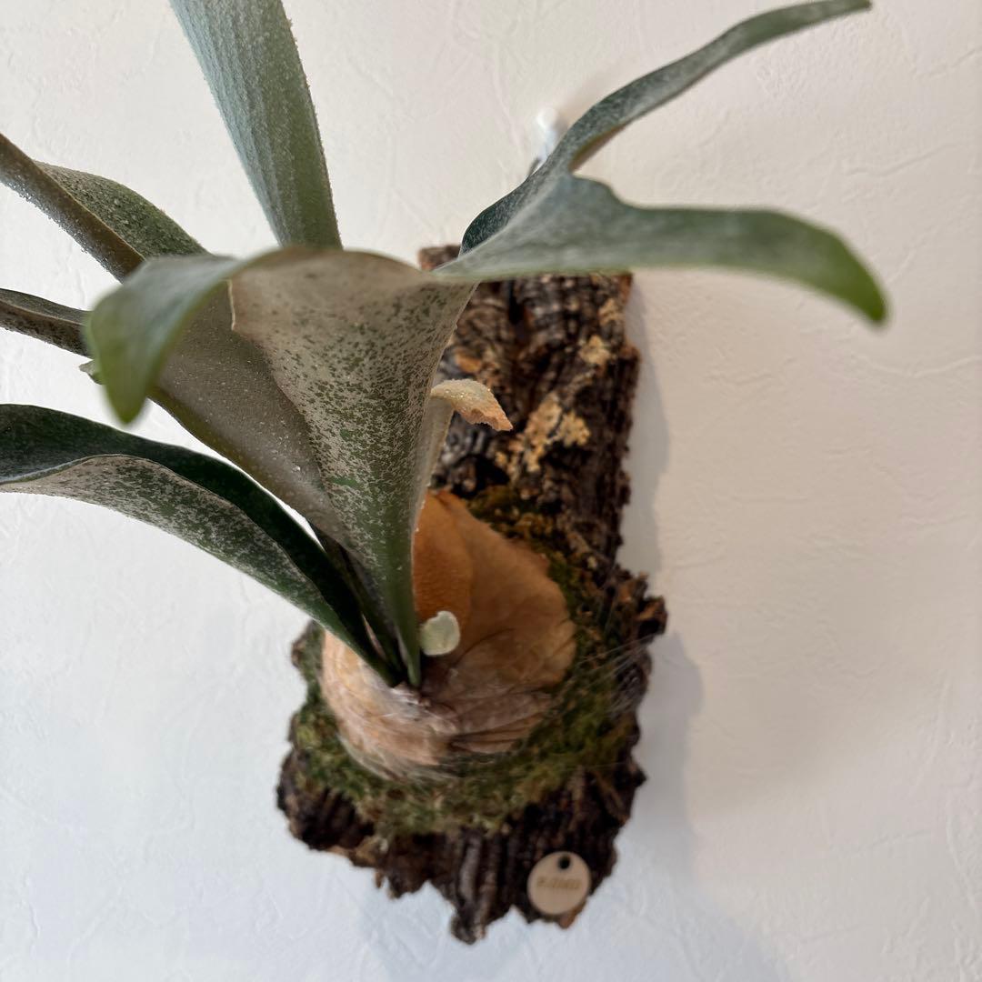 ビカクシダ　オモ　ホワイトラバー