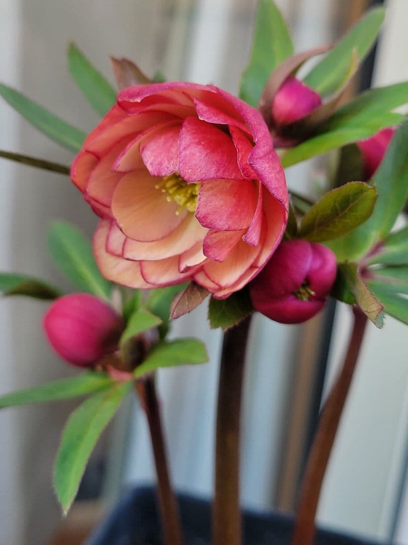 ウィンターシンフォニーdd　アプリコットバイカラー　姫りんごちゃん♡