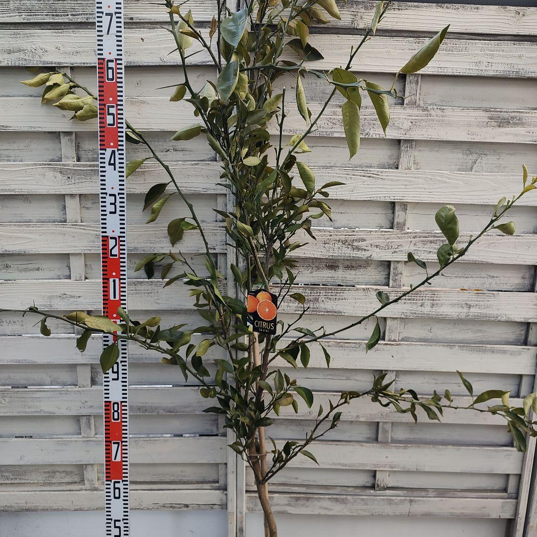 がんもさま専用出品 せとか3年生 登録品種 苗木