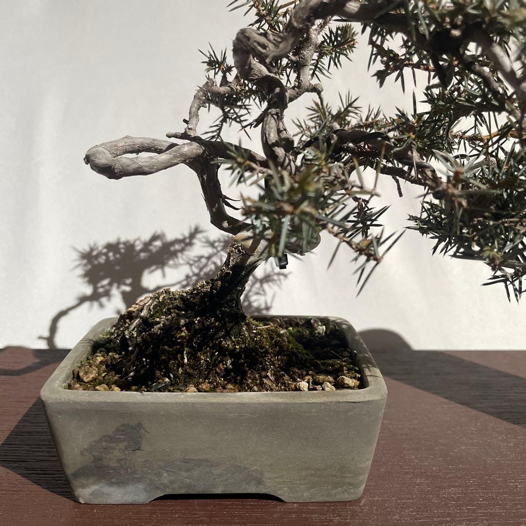【盆栽 匿名配送 送料込み】 トショウ(杜松)