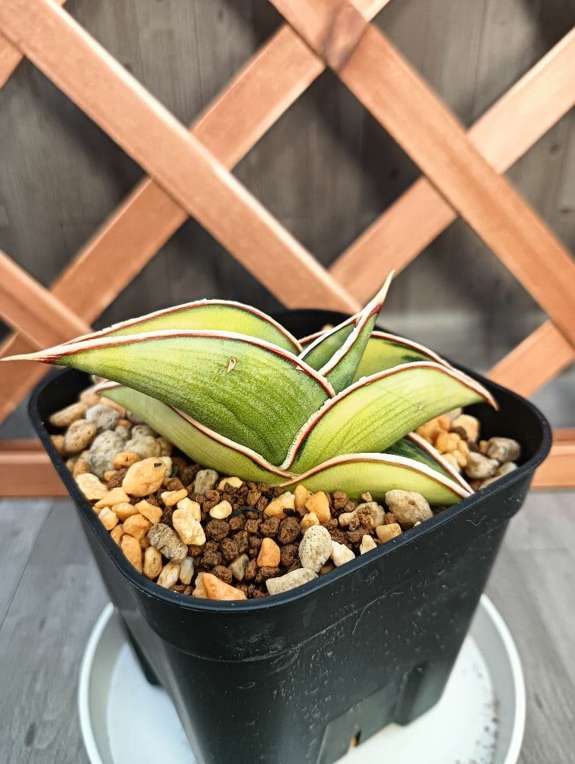 S-87 超希少！小さめ サンスベリア ロリダ 斑入り ベアルート メルカリ便