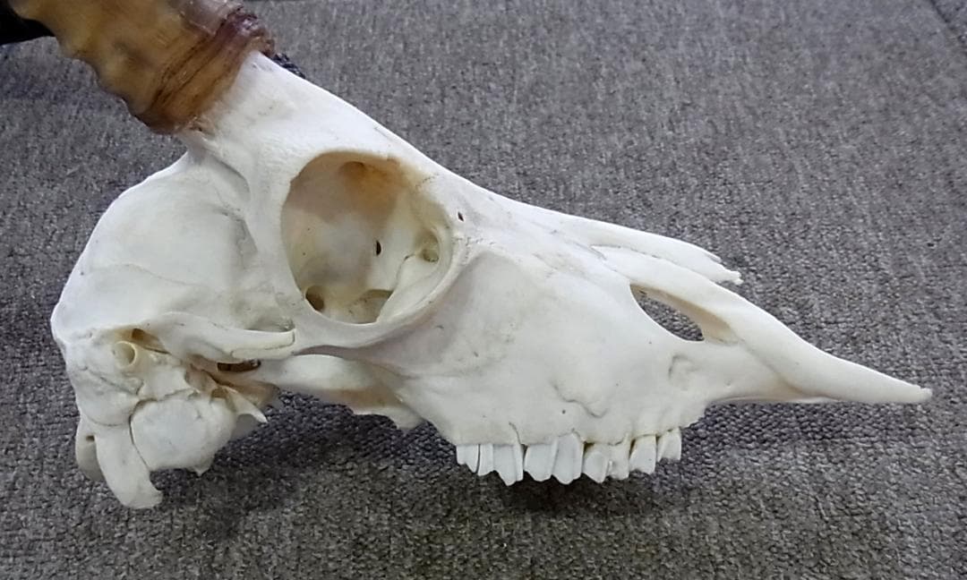 アフリカ便！インパラ スカルホーン B