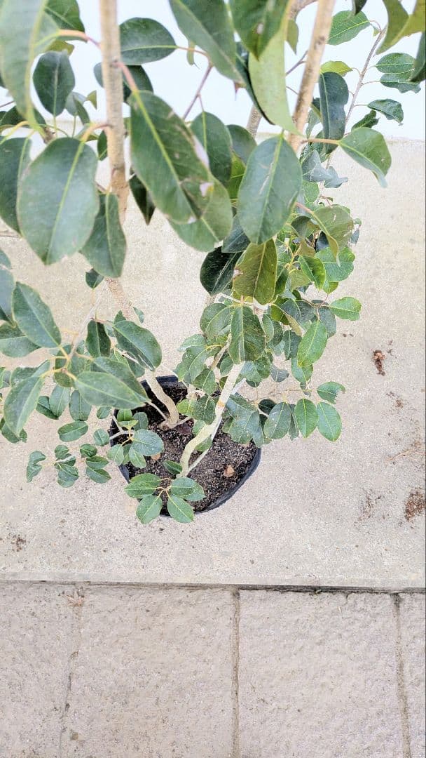 山採り養成。鉢植えソヨゴ。