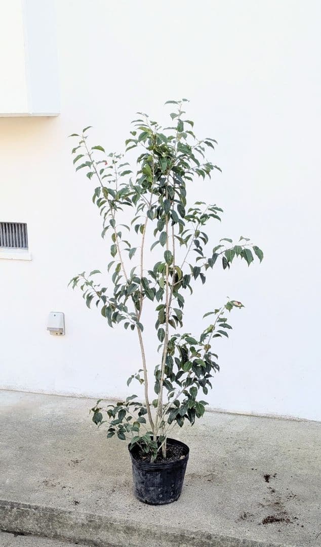 山採り養成。鉢植えソヨゴ。